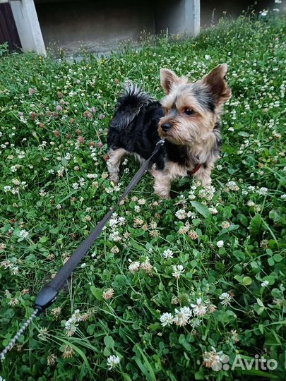 Йоркширский терьер вязка