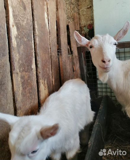 Зааненские козы дойные