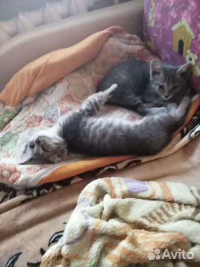 Котята-лапочки в добрые руки