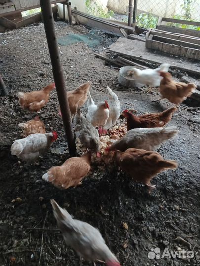 Куры несушки