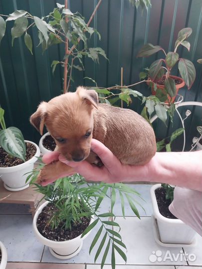 Отдам щенков