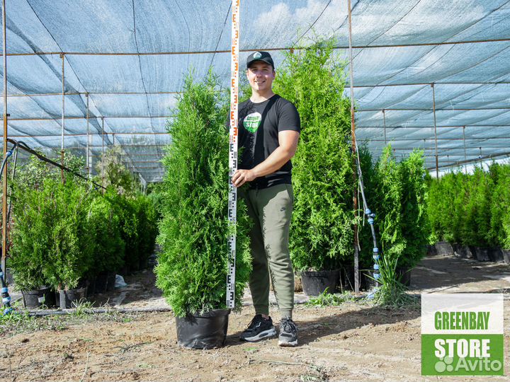 Туя колумна 140 см свежая копка 2023