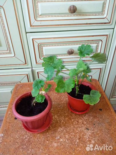 Пеларгония April snow