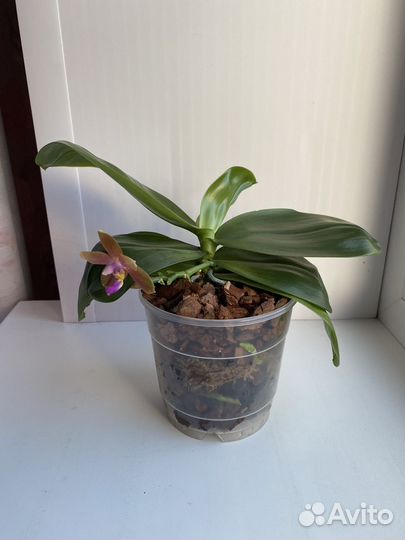 Орхидея фаленопсис MA0810