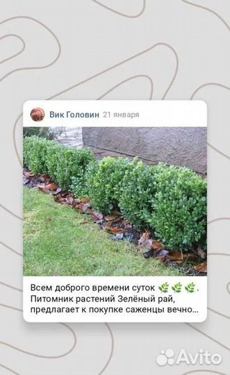 Саженцы самшита