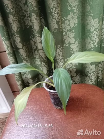 Спатифиллум