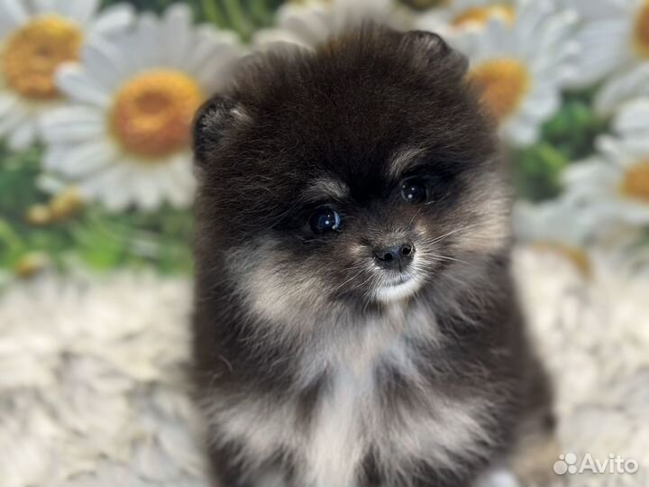 Микрошпиц девочка