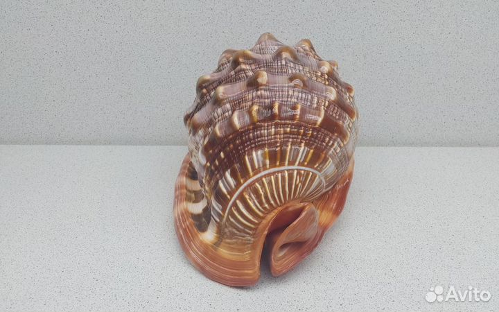 Руфа 15 морская ракушка раковина