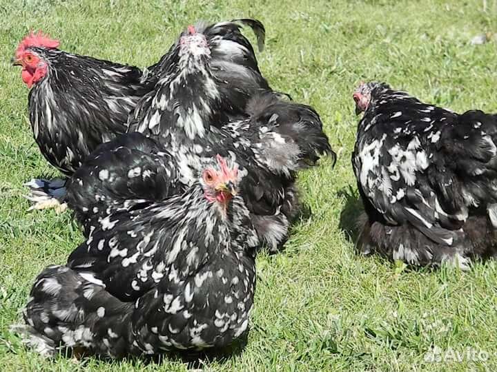 Брама и Кохи