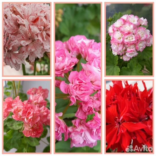 Набор герани