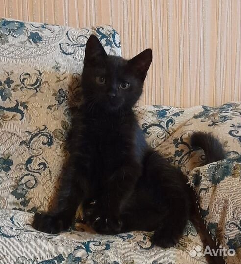 Котята домашние