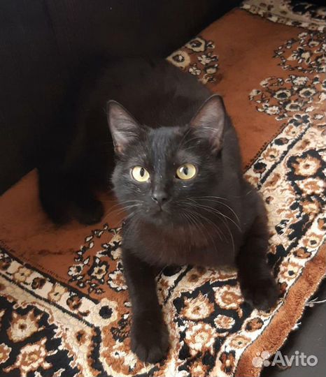 Кошка Багира ищет дом