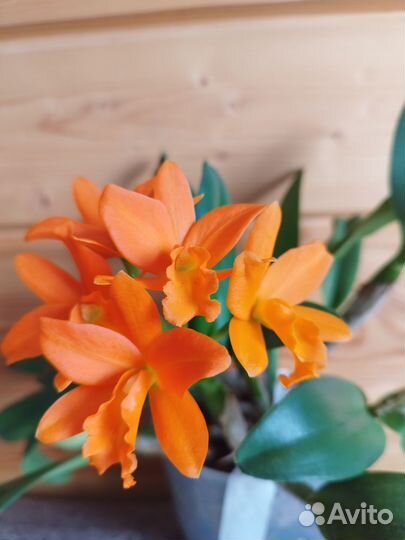 Орхидея катлея