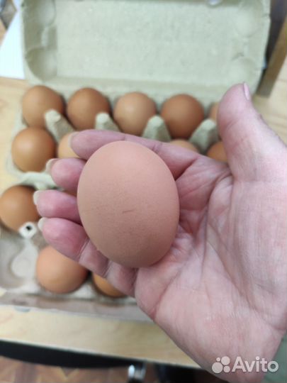 Домашние куриные яйца