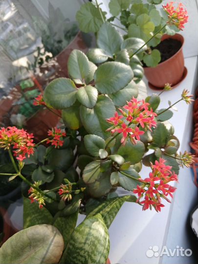 Каланхоэ цветущий