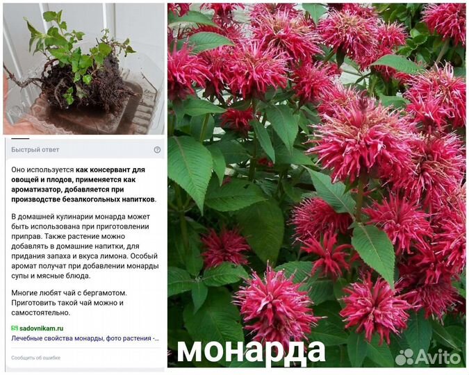 Многолетние садовые цветы