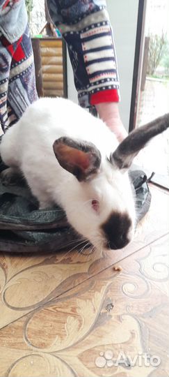 Кролики калифорнийские