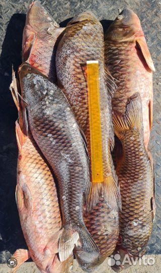 Рыба свежемороженая