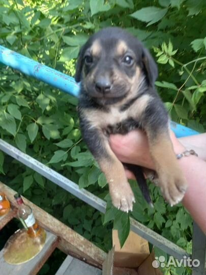 Малышка ищет приют