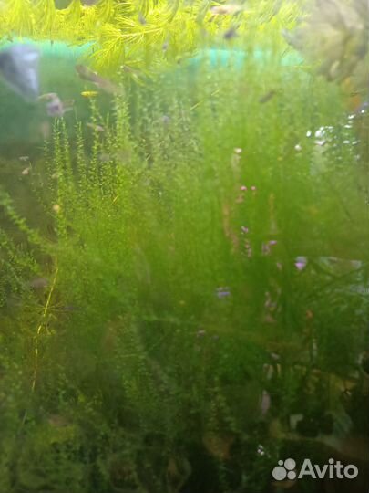 Яванский мох