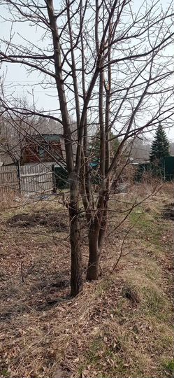 Участок 3,2 сот. (СНТ, ДНП)