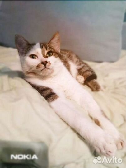 Кот Женечка в добрые руки