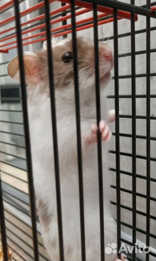 Хомяк с клеткой бесплатно