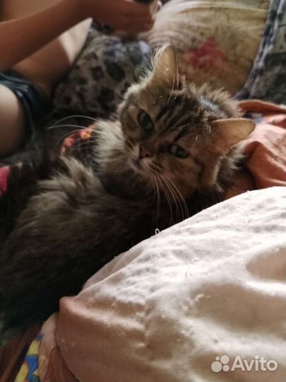 Сибирская кошка