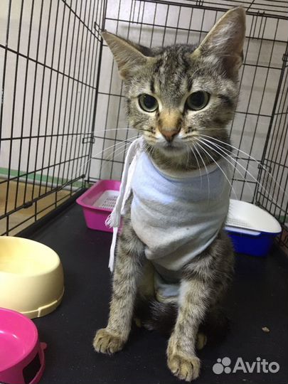 Кошка в дар