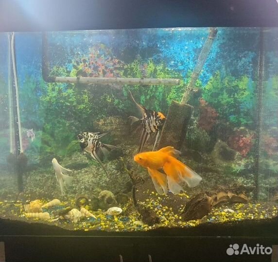 Аквариум