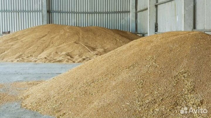 Ячмень и Пшеница