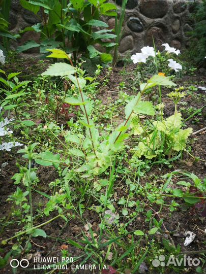 Вяз, карагач