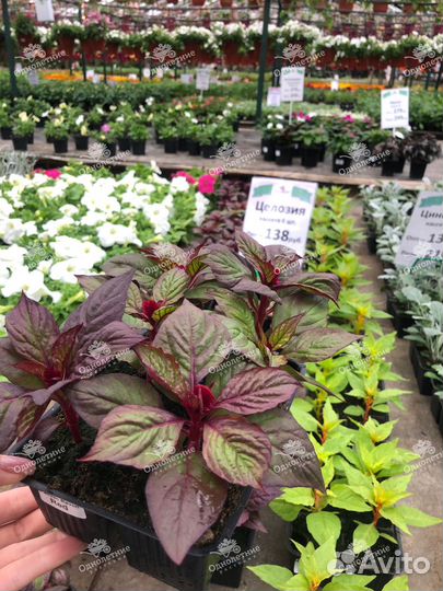 Целозия рассада