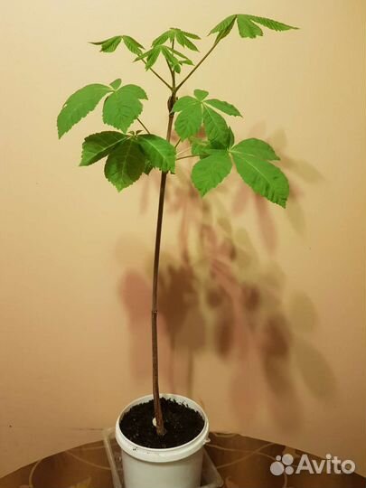 Каштан конский