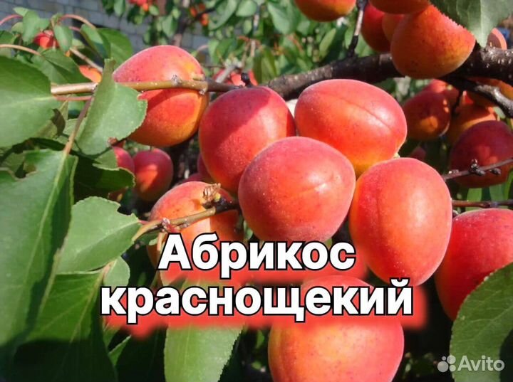 Плодовые декоративные деревья