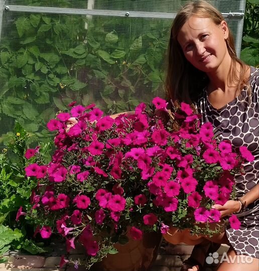 Петуния тайдал