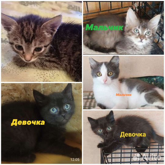 Котята в добрые руки