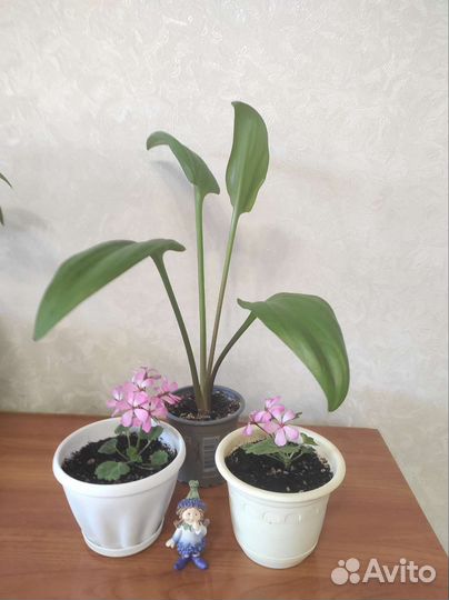 Комнатные цветы разные