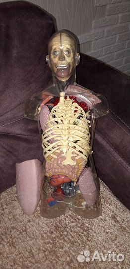 Анатомическая модель 