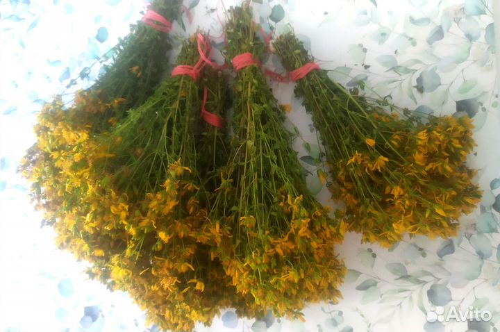 Веники-запарки для бани из зверобоя