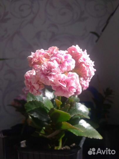 Каланхоэ, оранжевый, розовый, алый