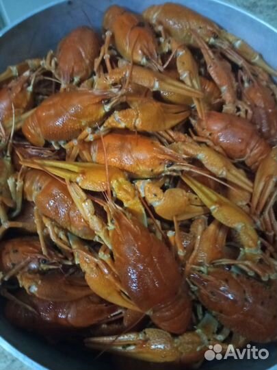 Живые раки круглосуточно (оптом и в розницу)