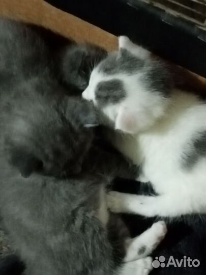 Кошки бесплатно
