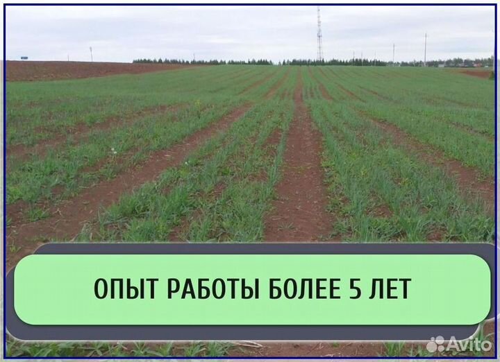 Ищу инвестора в сельское хозяйство