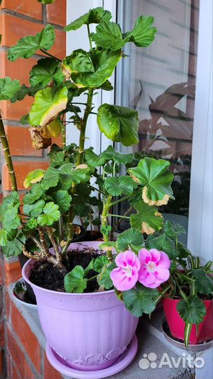 Пеларгония