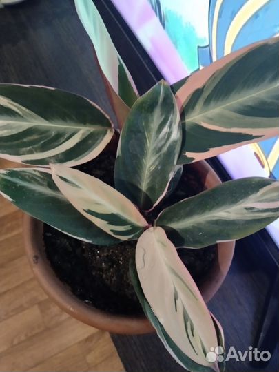 Строманта триколор