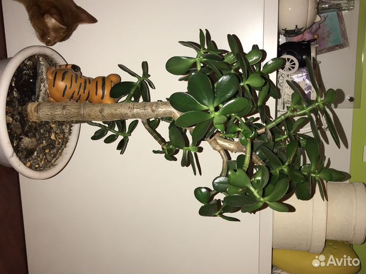 Дерево денег