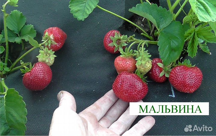 Рассада сортовой клубники (много сортов)