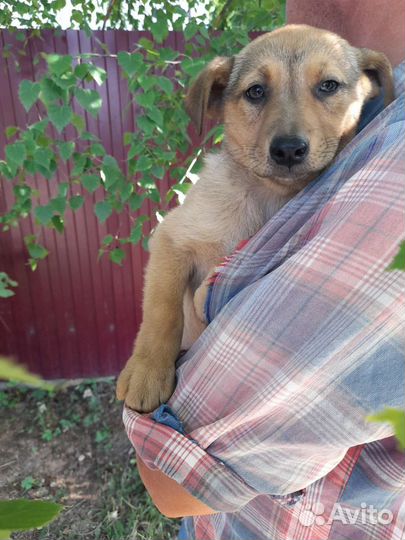 Щенок в добрые руки