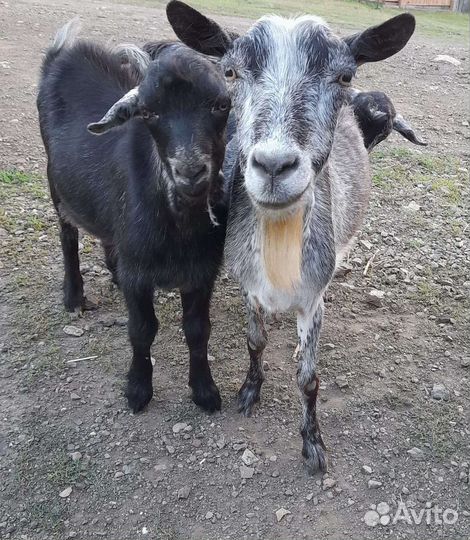 Коза дойная молочная